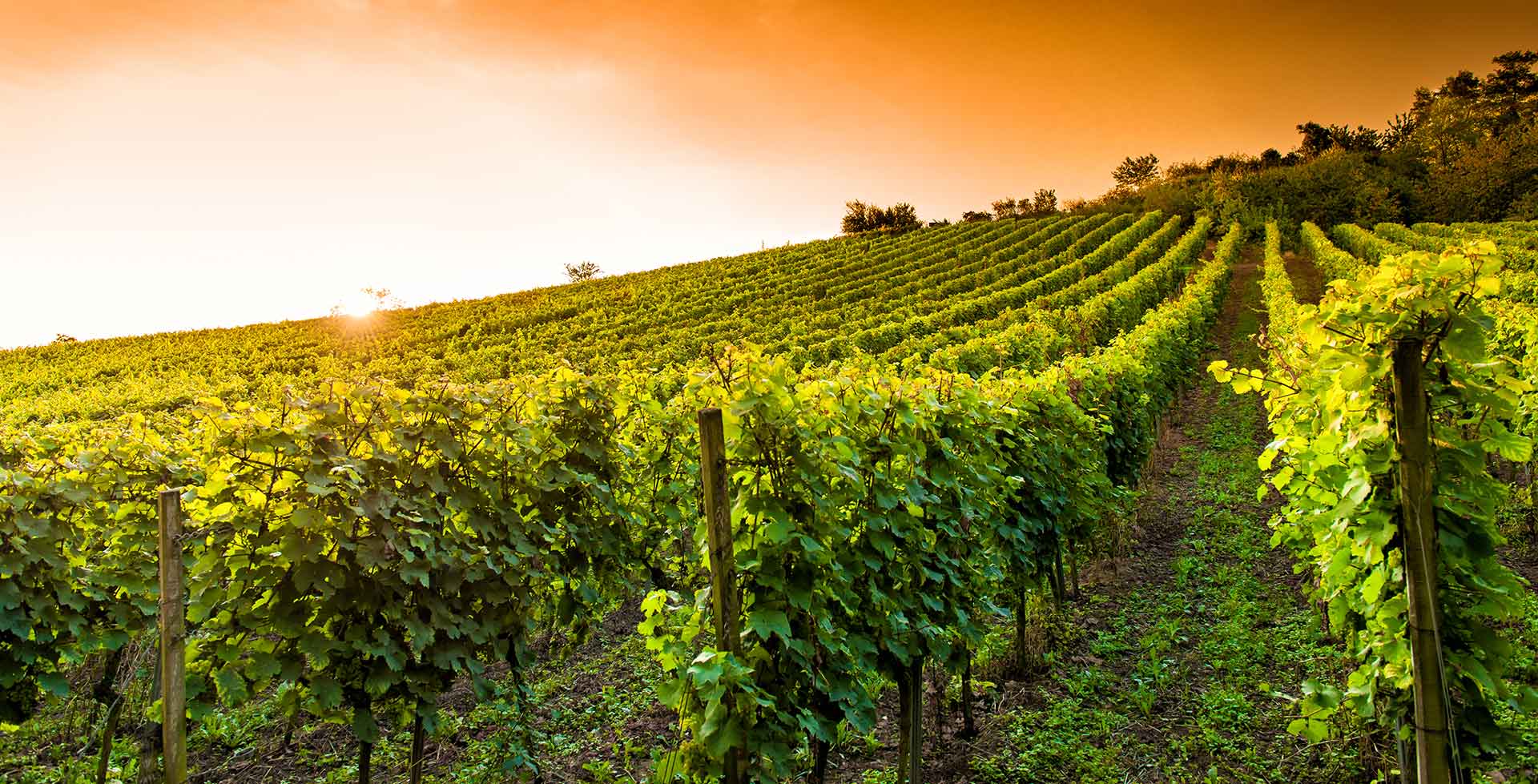 Discover the Iconic Wine Regions of France